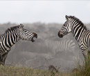 TANAPA: All but Ngorongoro park fees remain unchanged