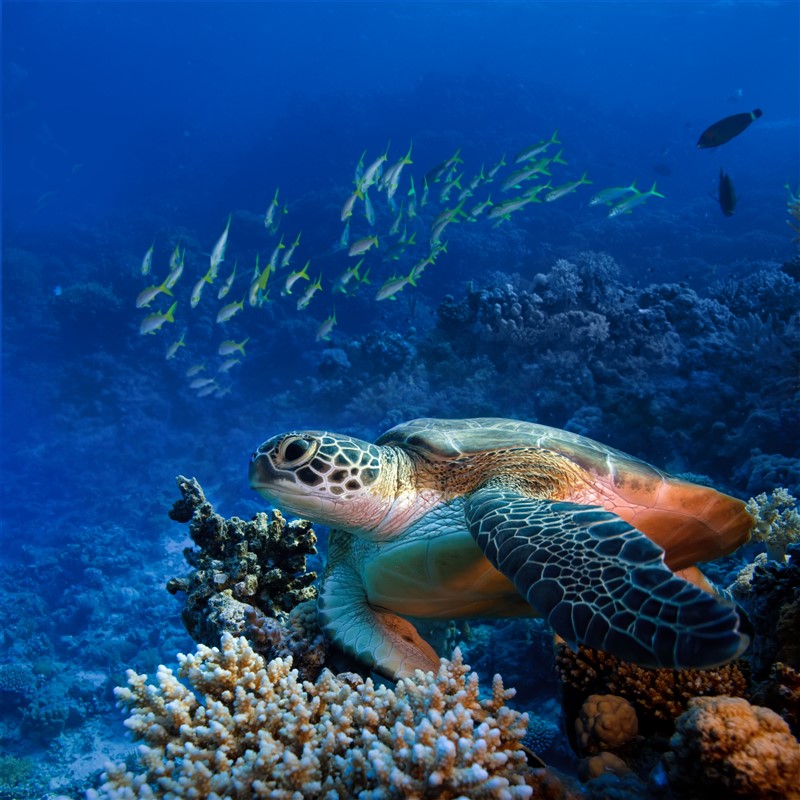 Slide Image