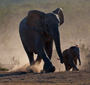safari-while-on-safari